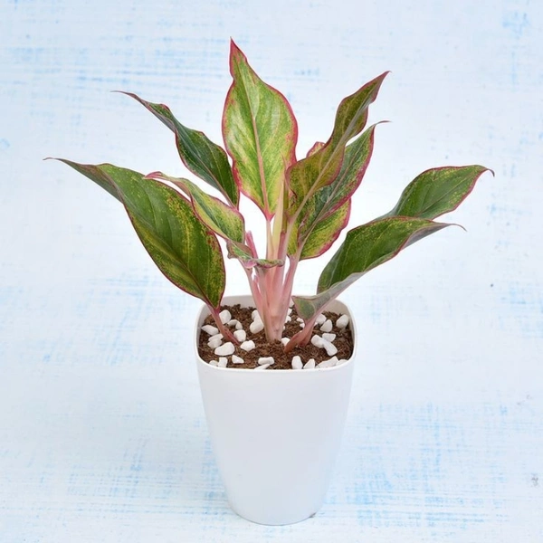 Lip Stick Plant  - red standard pot 