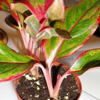 Lip Stick Plant  - red standard pot 