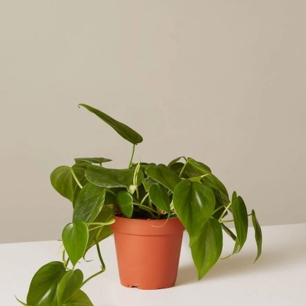 Money Plant Philodindron Regular - brown regular pot