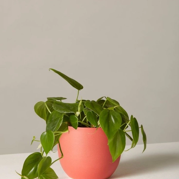 Money Plant Philodindron Regular - brown regular pot