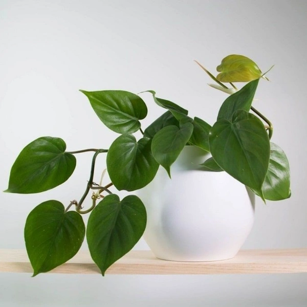 Money Plant Philodindron Regular - brown regular pot