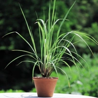 Lemon Grass - brown standard pot 