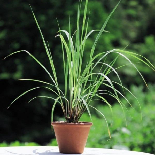 Lemon Grass - brown standard pot 
