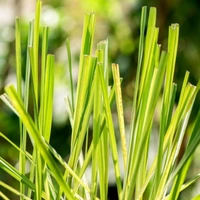 Lemon Grass - brown standard pot 