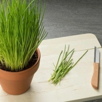 Lemon Grass - brown standard pot 