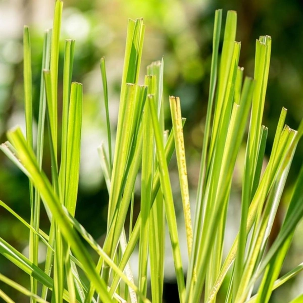 Lemon Grass - white standard pot , 0.5 - 1 feet