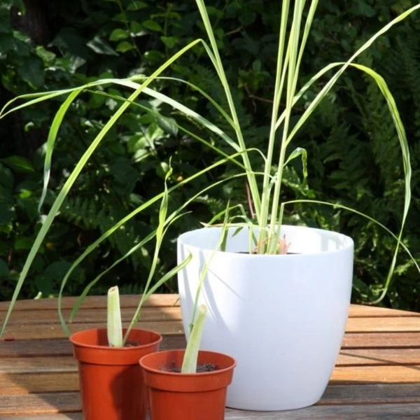 Lemon Grass - white standard pot , 0.5 - 1 feet