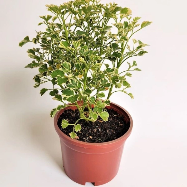 Aralia  - brown standard pot , 15 - 20 inch 