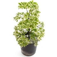 Aralia  - white standard pot 