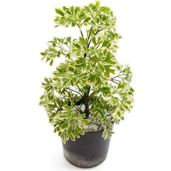 Aralia  - white standard pot 