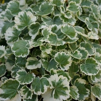 Aralia  - white standard pot 