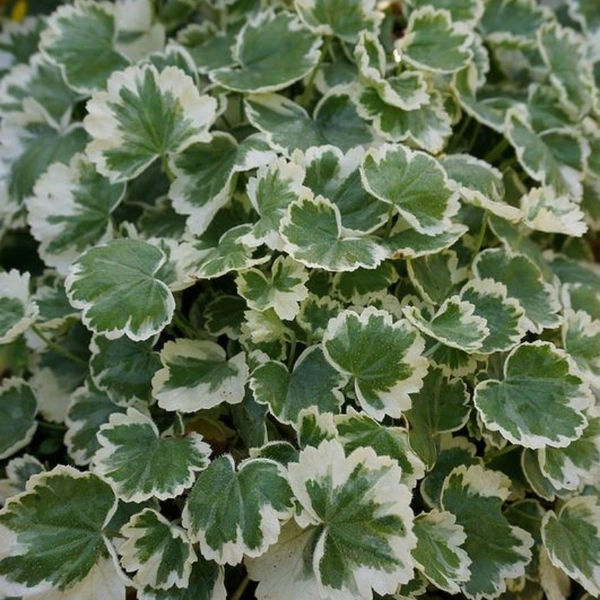 Aralia  - white standard pot 