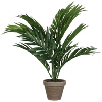 Areca Palm  - brown standard pot