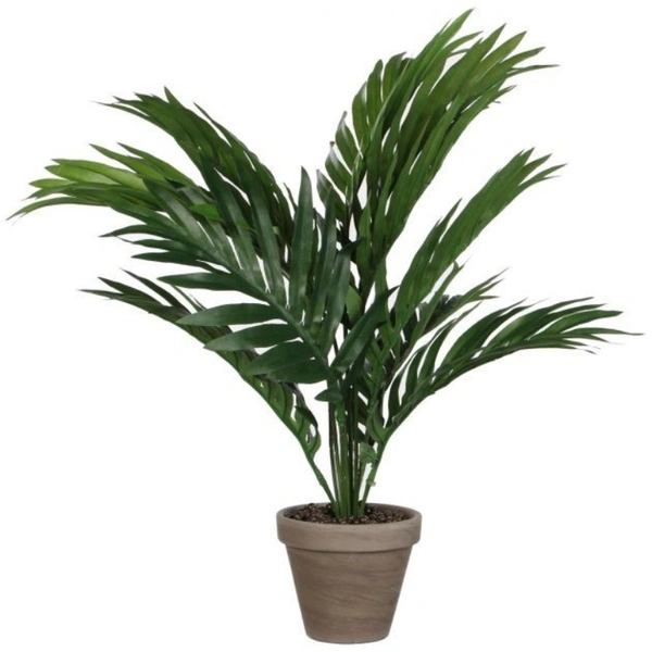 Areca Palm  - brown standard pot