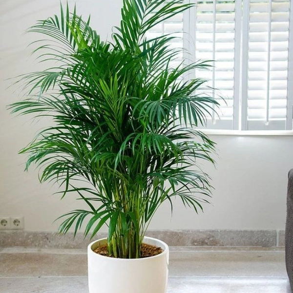 Areca Palm  - brown standard pot