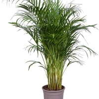 Areca Palm  - brown standard pot
