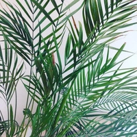 Areca Palm  - brown standard pot