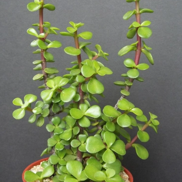 Jade  - white standard pot