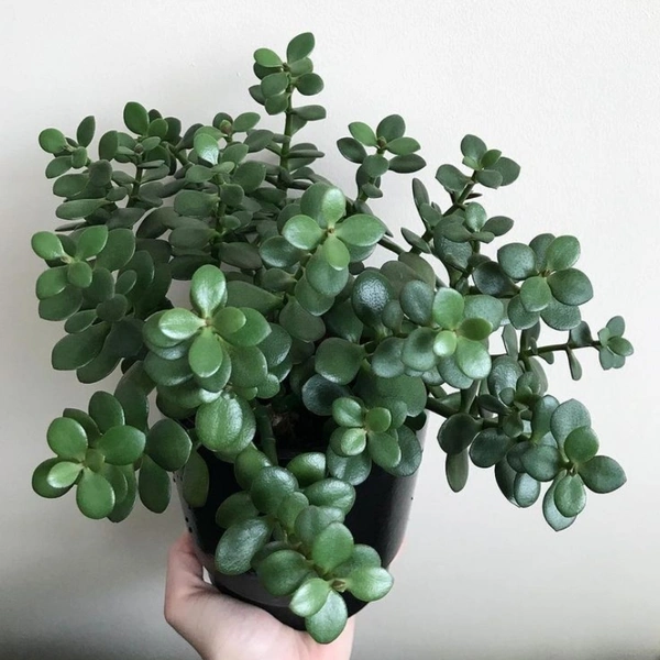 Jade  - white standard pot