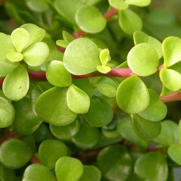 Jade  - brown standard pot 