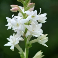 Rajinighanda Plant  - white standard pot , 0.5 - 1 feet
