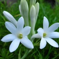 Rajinighanda Plant  - white standard pot , 0.5 - 1 feet