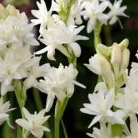 Rajinighanda Plant  - white standard pot , 0.5 - 1 feet