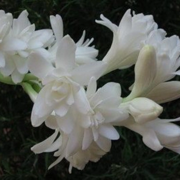 Rajinighanda Plant  - white standard pot , 0.5 - 1 feet