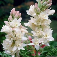 Rajinighanda Plant  - brown standard pot 
