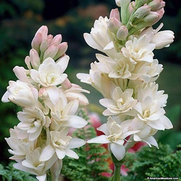 Rajinighanda Plant  - brown standard pot 