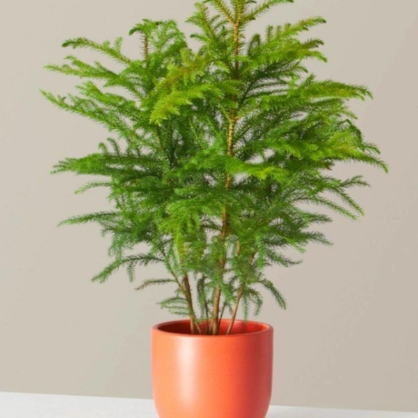 Asparagus Mayuri - white standard pot , 0.5 - 1 feet 
