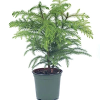 Asparagus Mayuri - white standard pot , 0.5 - 1 feet 