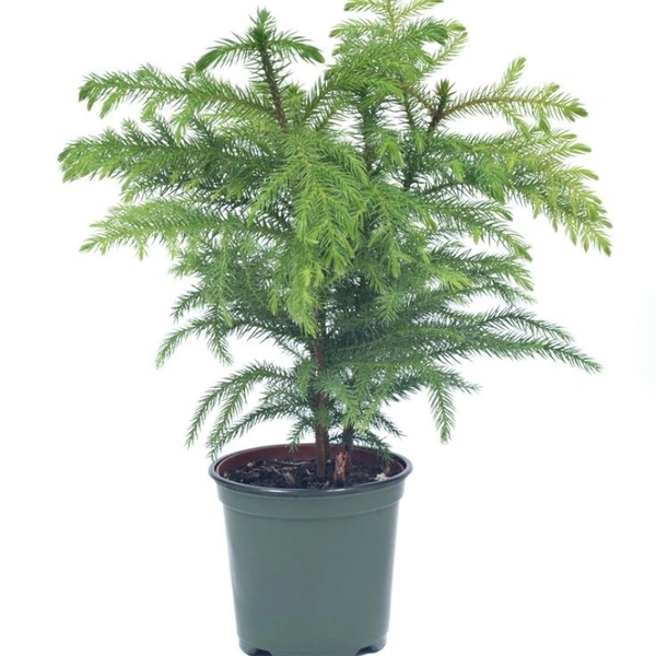 Asparagus Mayuri - white standard pot , 0.5 - 1 feet 