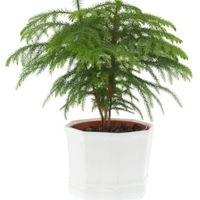 Asparagus Mayuri - white standard pot , 0.5 - 1 feet 