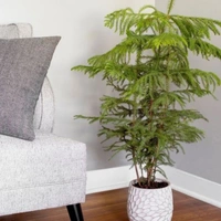 Asparagus Mayuri - white standard pot , 0.5 - 1 feet 