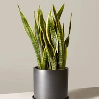 Snake Plant  - white standard pot , 0.5 - 1 feet