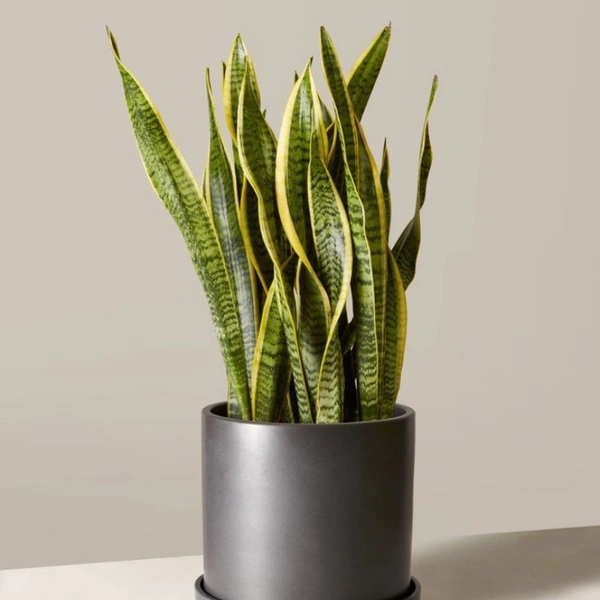 Snake Plant  - white standard pot , 0.5 - 1 feet
