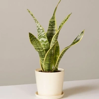 Snake Plant  - white standard pot , 0.5 - 1 feet
