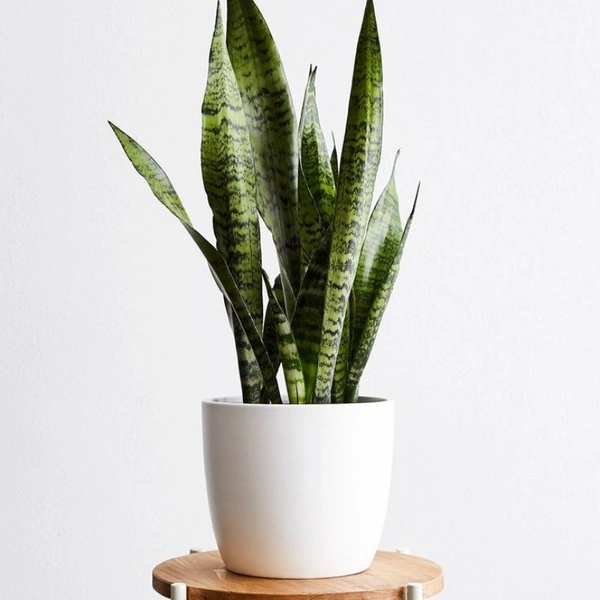 Snake Plant  - white standard pot , 0.5 - 1 feet