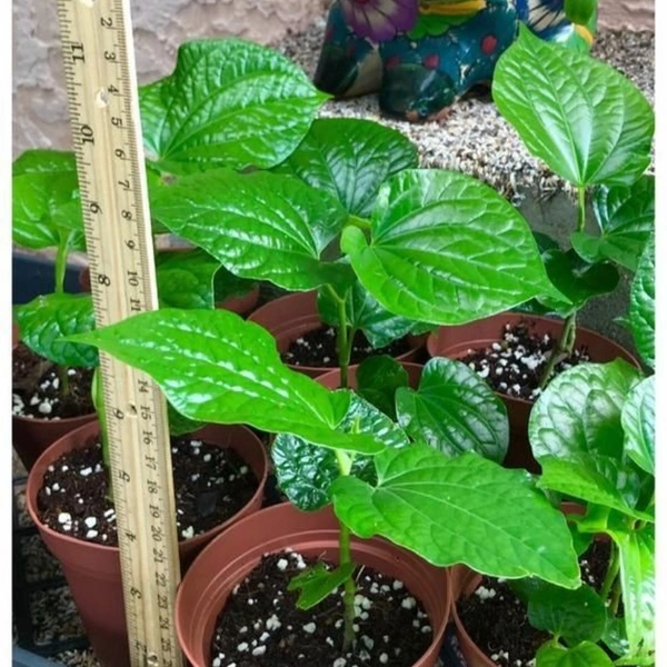 Betel Leaf  - brown standard pot , 0.5 - 1 feet