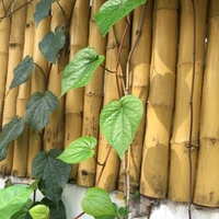 Betel Leaf  - brown standard pot , 0.5 - 1 feet