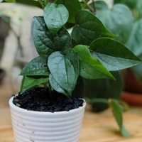 Betel Leaf  - white standard pot