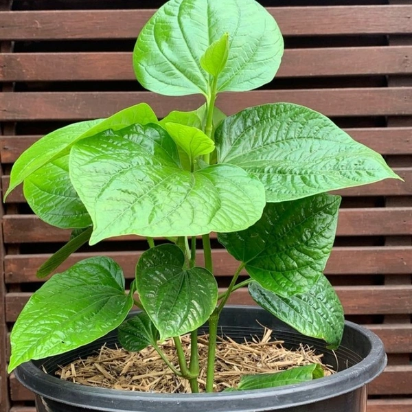 Betel Leaf  - white standard pot