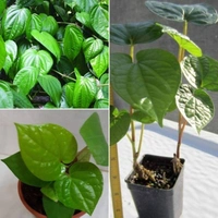 Betel Leaf  - white standard pot