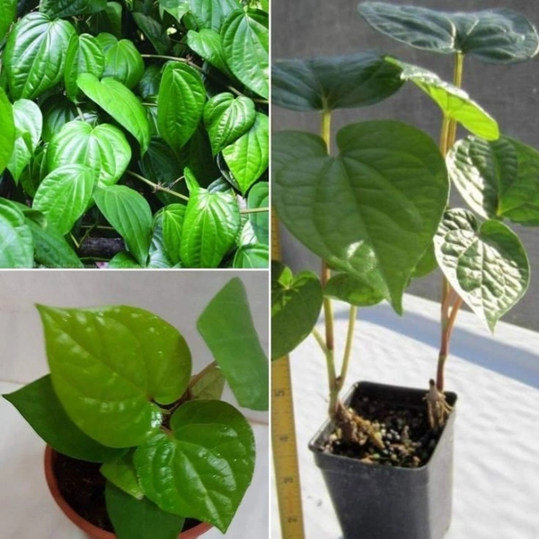 Betel Leaf  - white standard pot