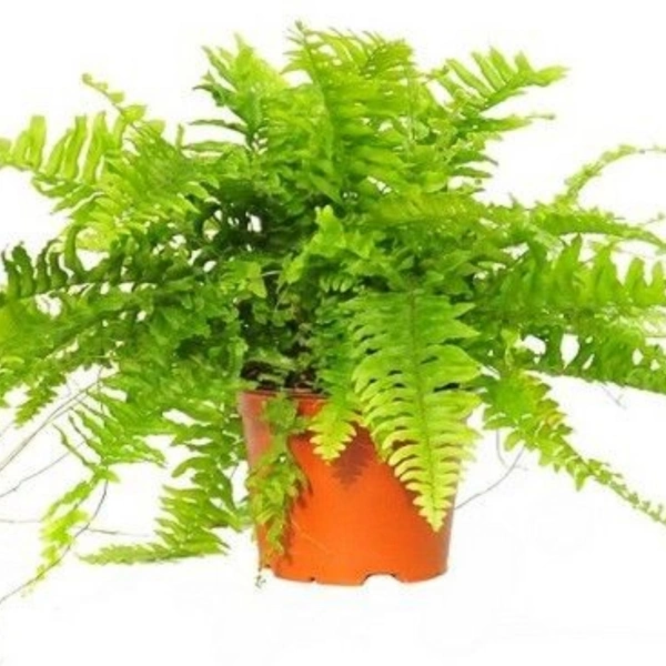 Nefrolepsis Wysoki - brown standard pot
