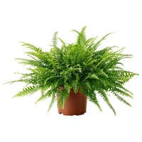 Nefrolepsis Wysoki - brown standard pot