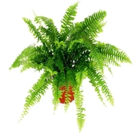 Nefrolepsis Wysoki - brown standard pot