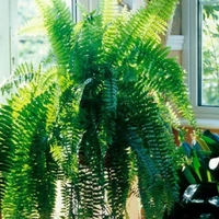 Nefrolepsis Wysoki - brown standard pot