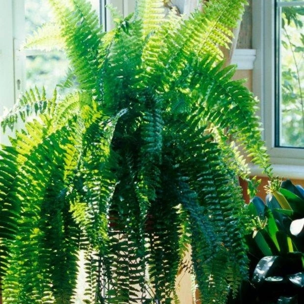 Nefrolepsis Wysoki - brown standard pot